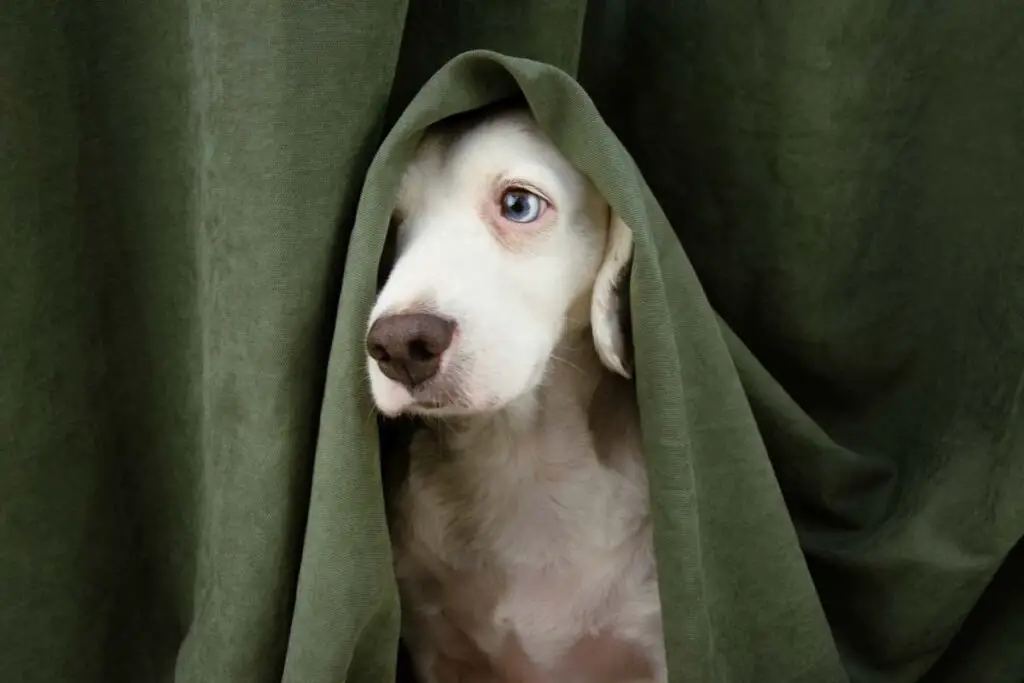 Scared Dog