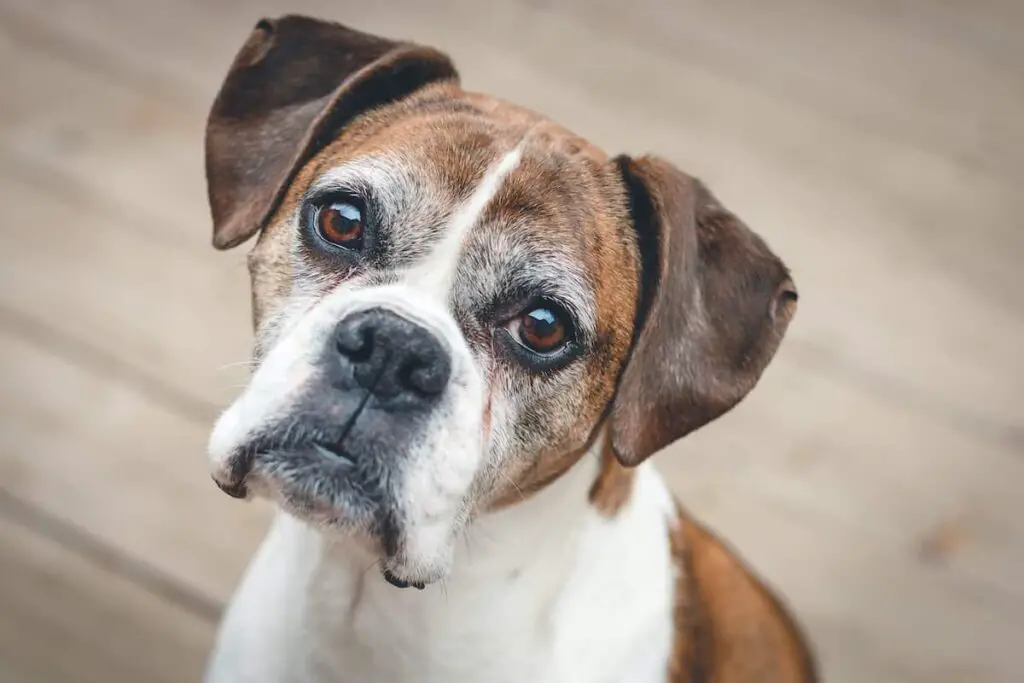 A senior-aged boxer dog looking at the camera.