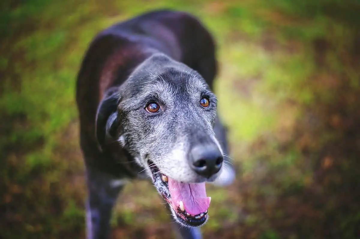 A senior-aged dog