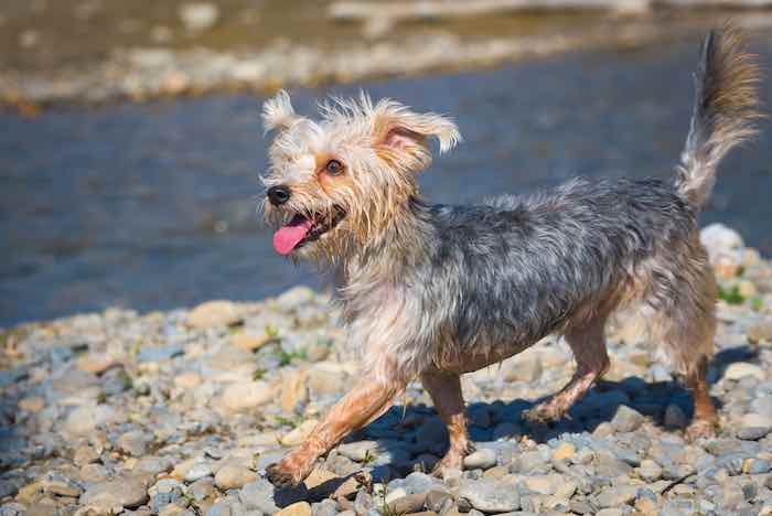 Shaggy morkie