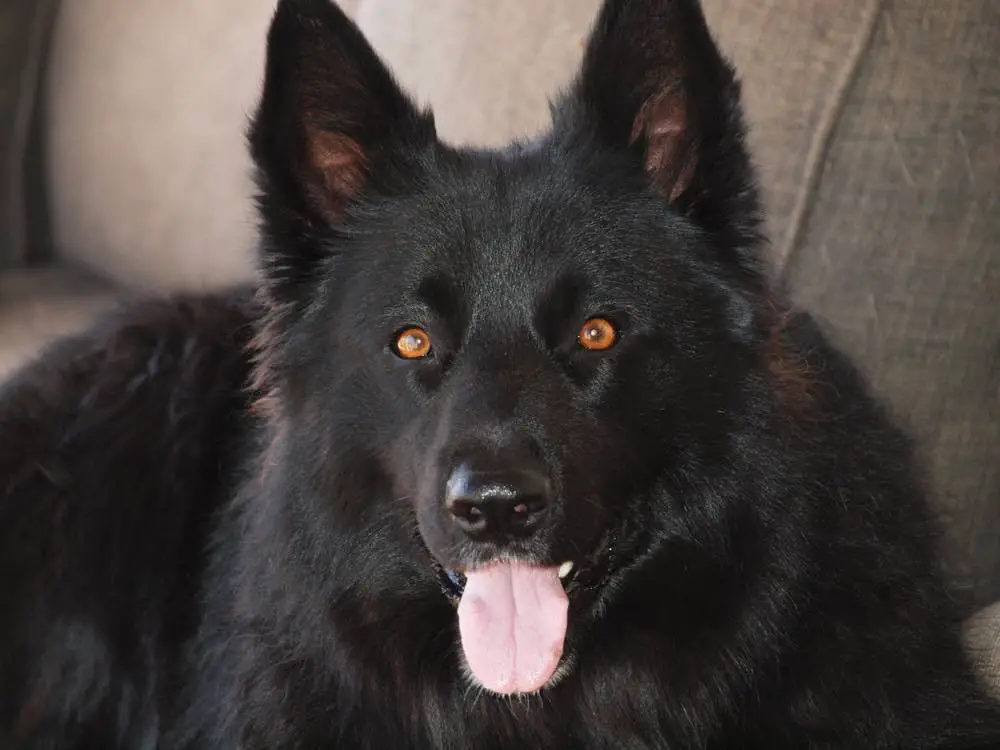 Shollie Dog