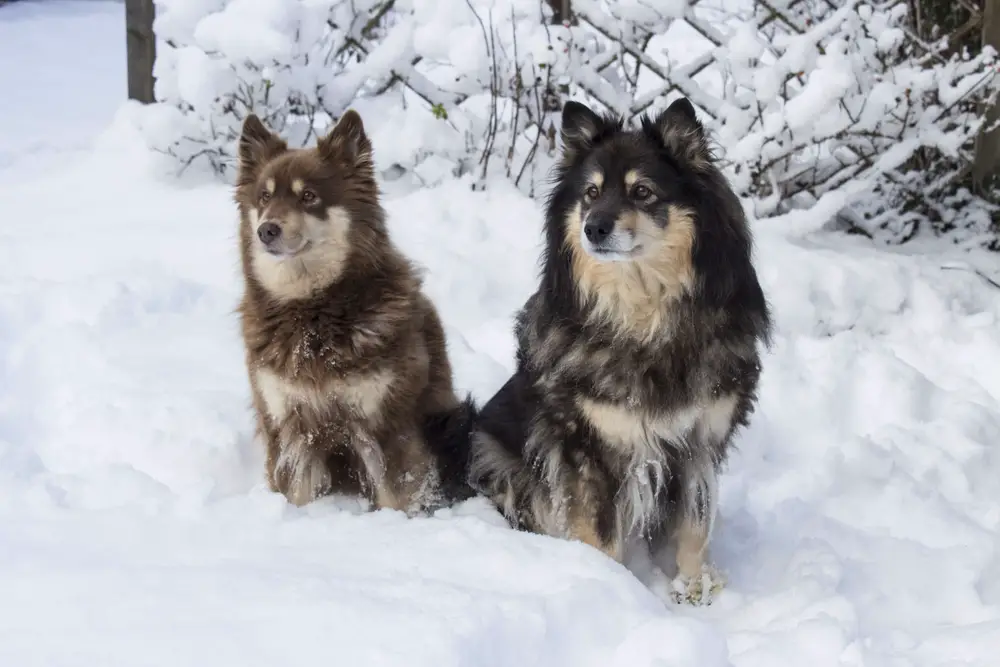 Swedish Lapphund