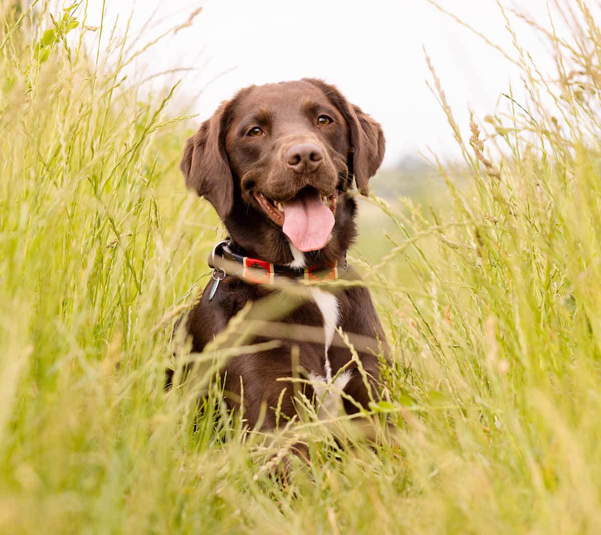 springador