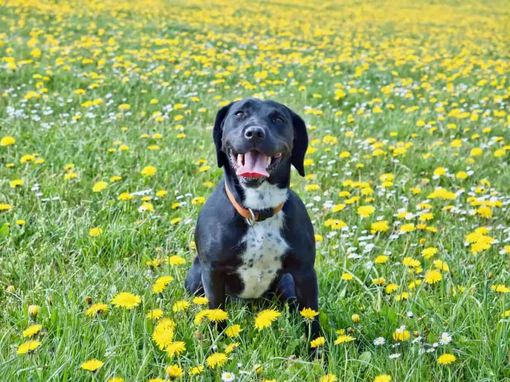 springador