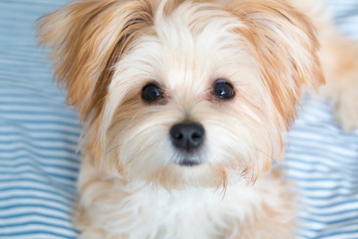 Sweet morkie puppy