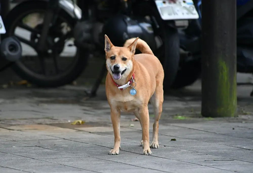 Taiwan Dog