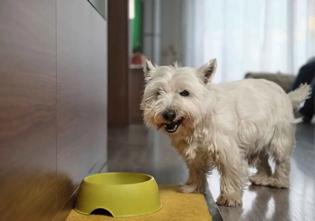 Terripoo dog eating