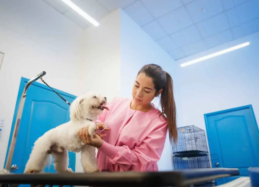 Terripoo dog grooming