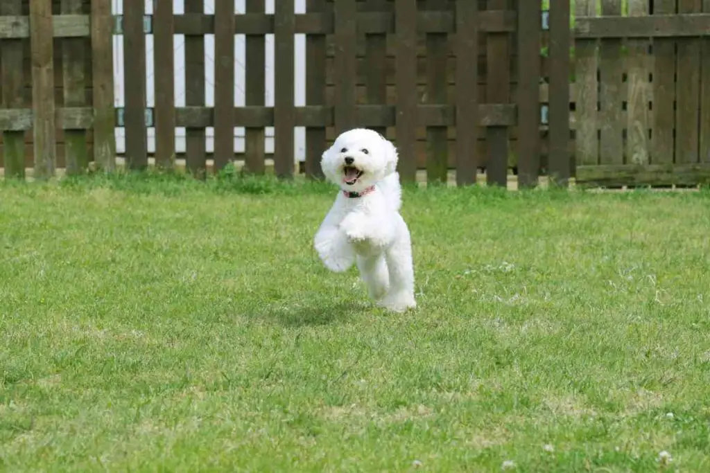 Terripoo dog enjoying the backyard