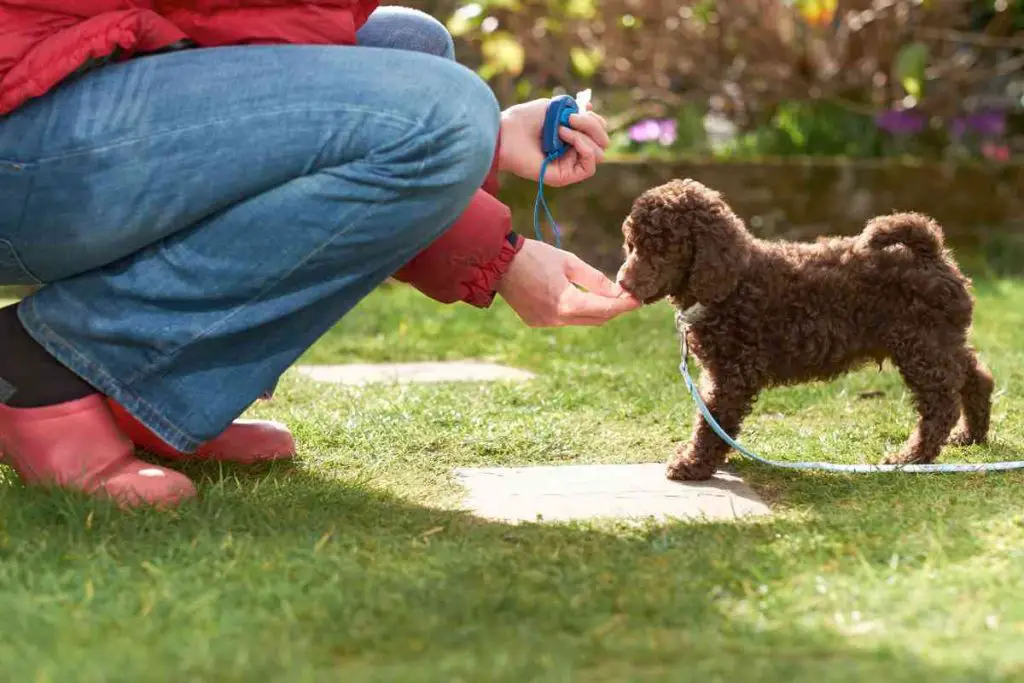 Training a terripoo dog