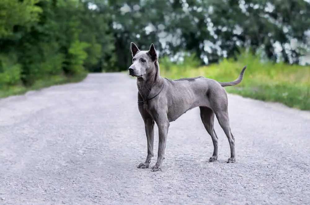 Thai Ridgeback Dog