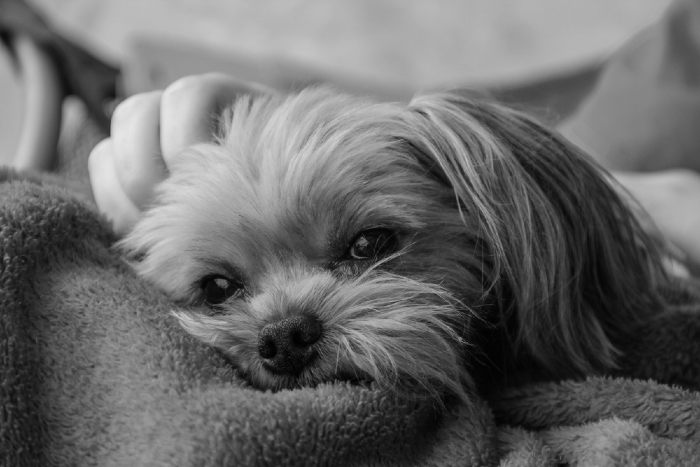  Sleepy Morkie pup 