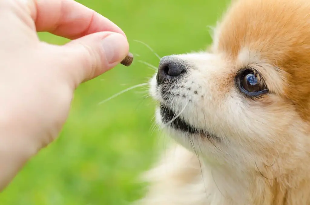 Offering a training treat to a small breed dog. Training a dog to walk on a leash.
