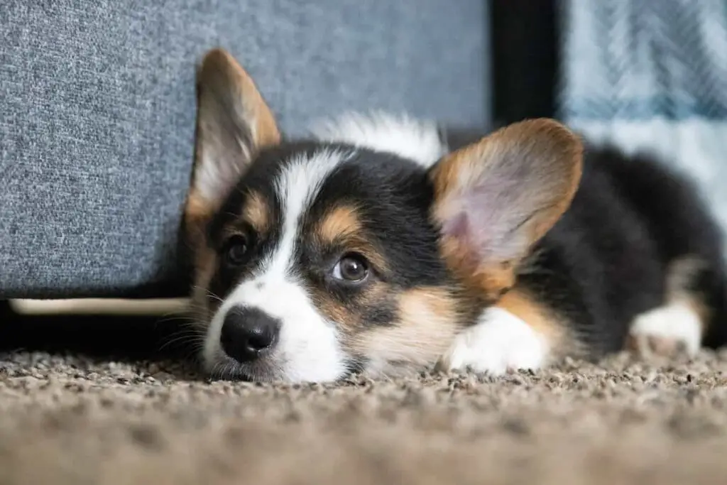 A tri-colored corgi puppy.