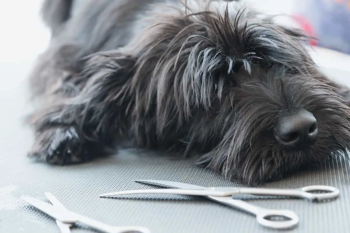 Trimming dog