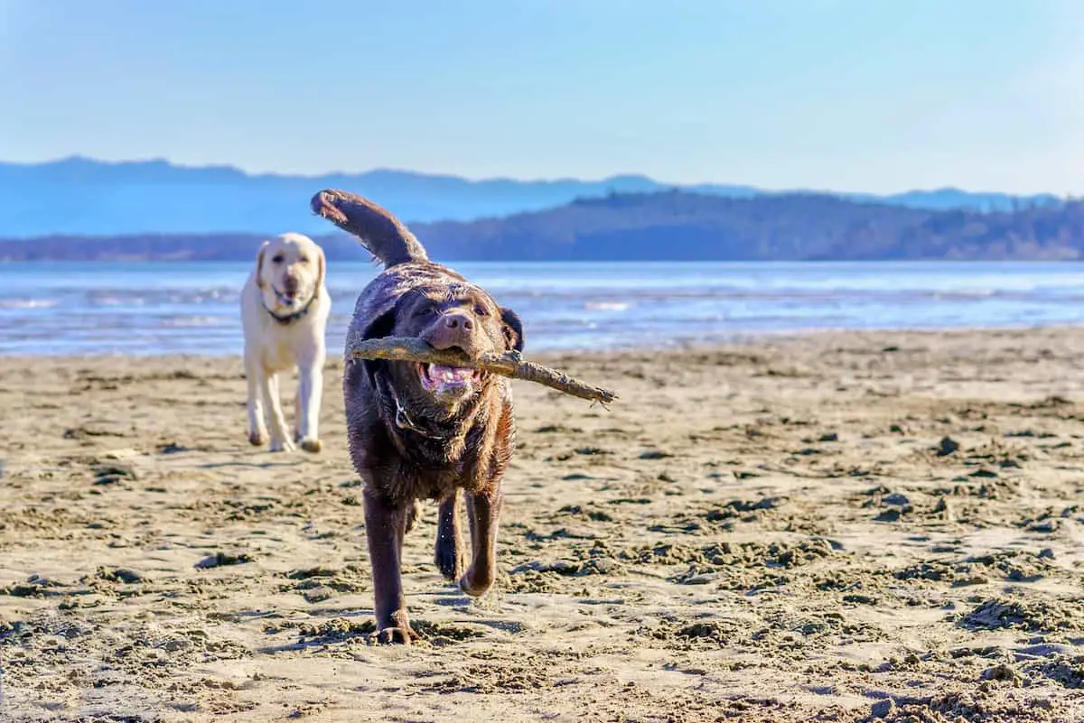 Two dogs playing at a beach