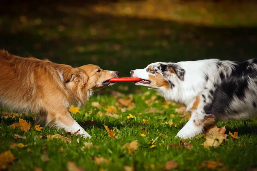 Two dogs playing tug together.