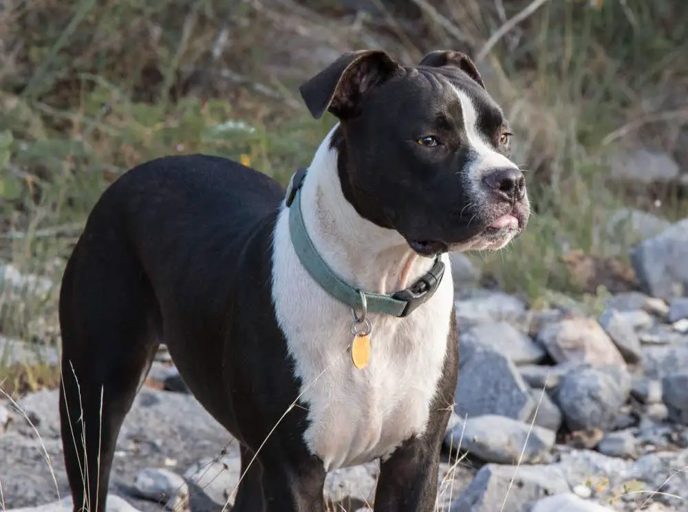 Valley Bulldog