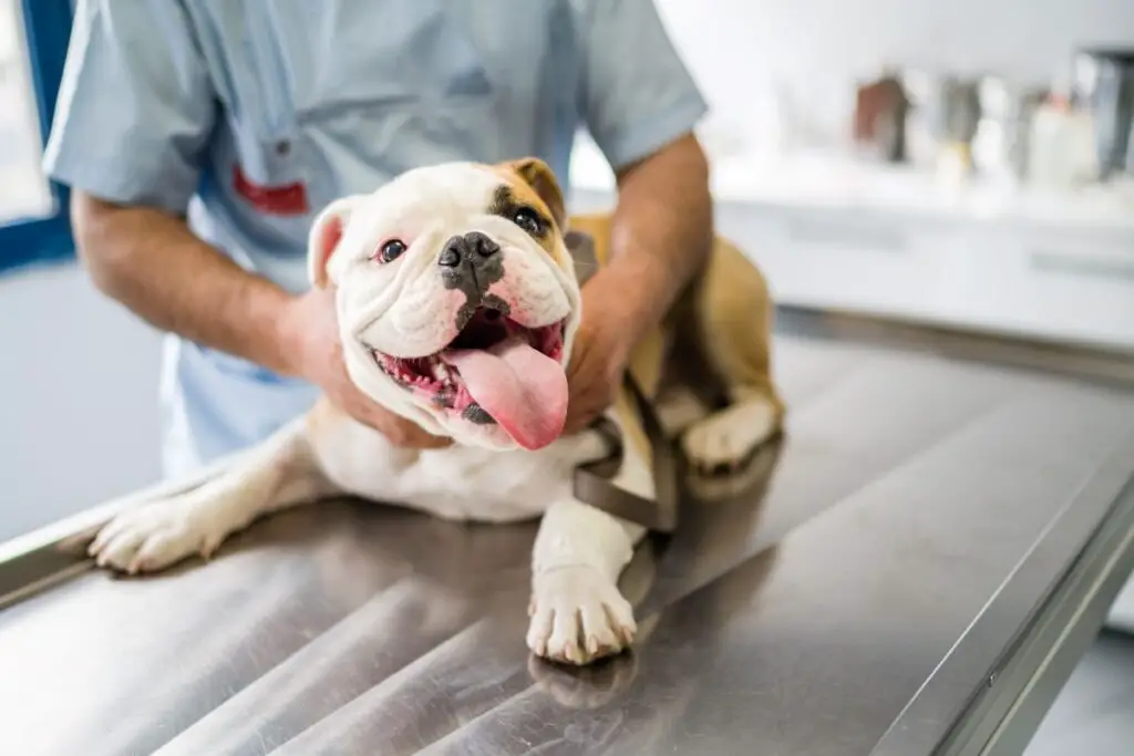 Vet With Dog