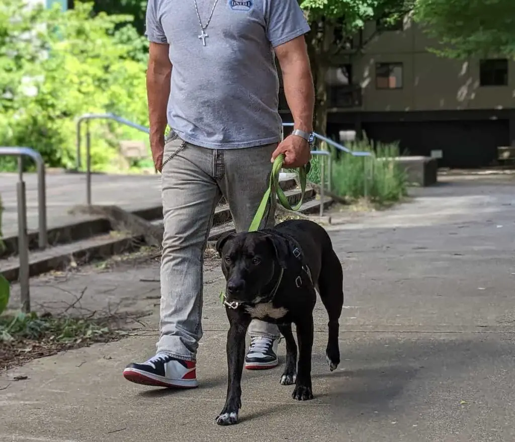 A man walking a dog on leash.
