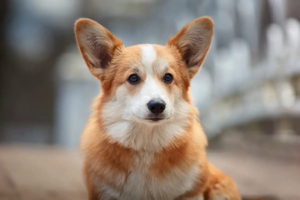 A Welsh Corgi dog