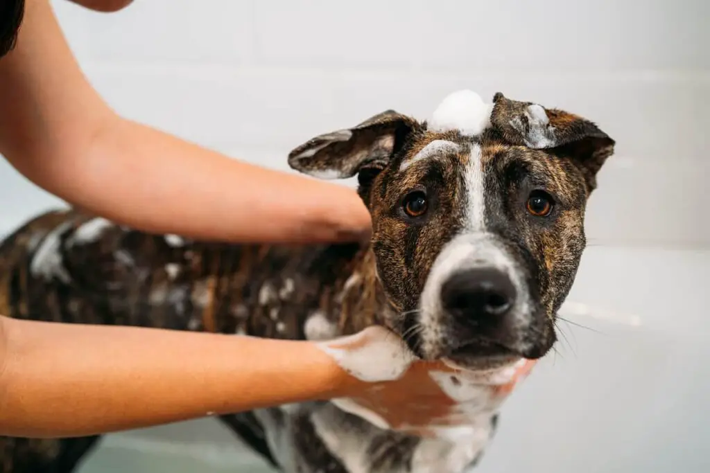Bathing a Staffordshire terrier. Bathing and other dog grooming tips keep your dog happy and healthy.