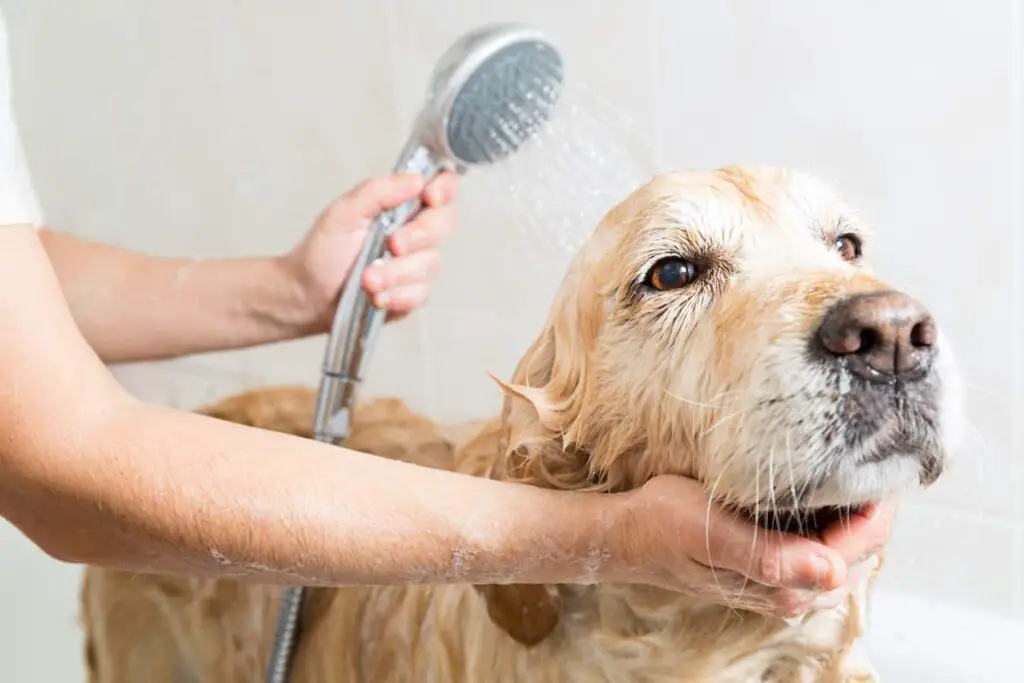 Washing a dog with a handheld shower head.