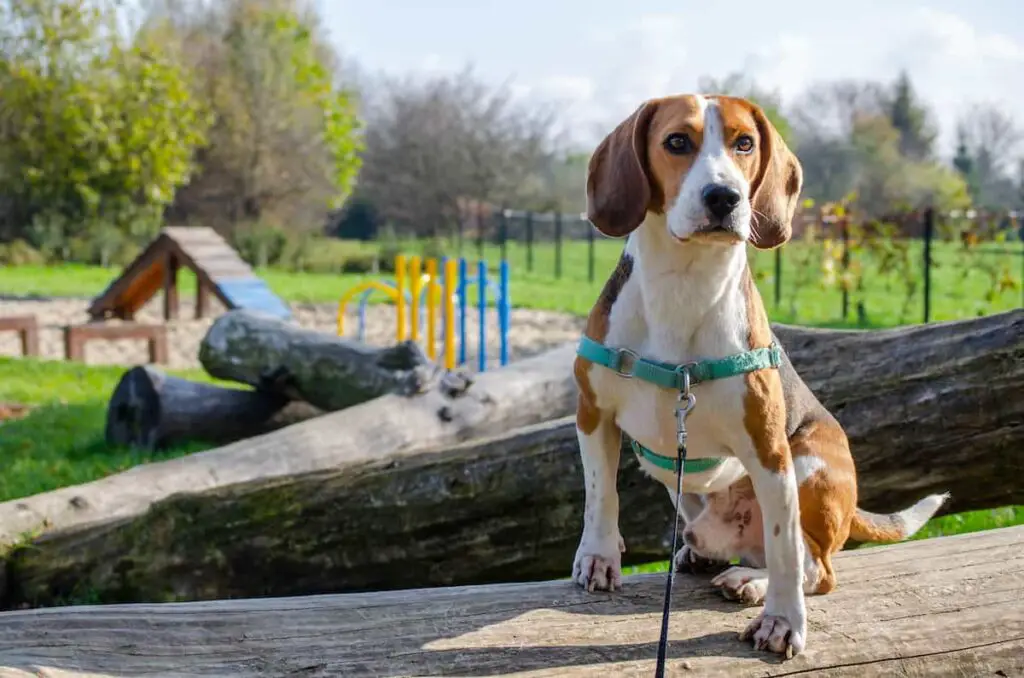 A beagle sitting on a log wearing a front-clip harness, one of the best dog training collar styles.
