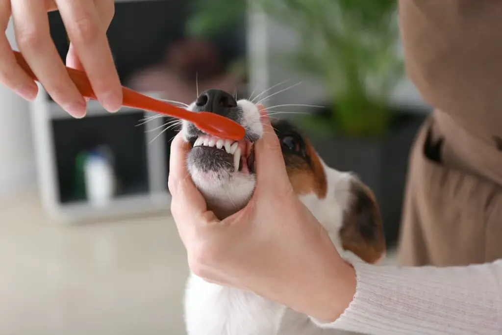Dog dental cleaning by brushing a dog's teeth with a small toothbrush.