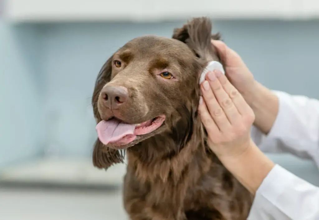 Cleaning a brown dog's ears.
