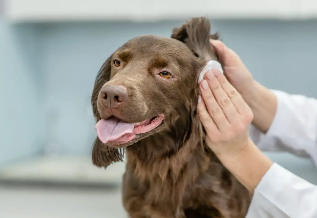 Woman cleaning a brown dog's ears.