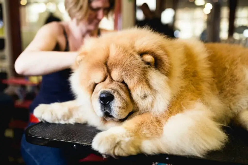 A Chow Chow at a professional dog grooming salon.