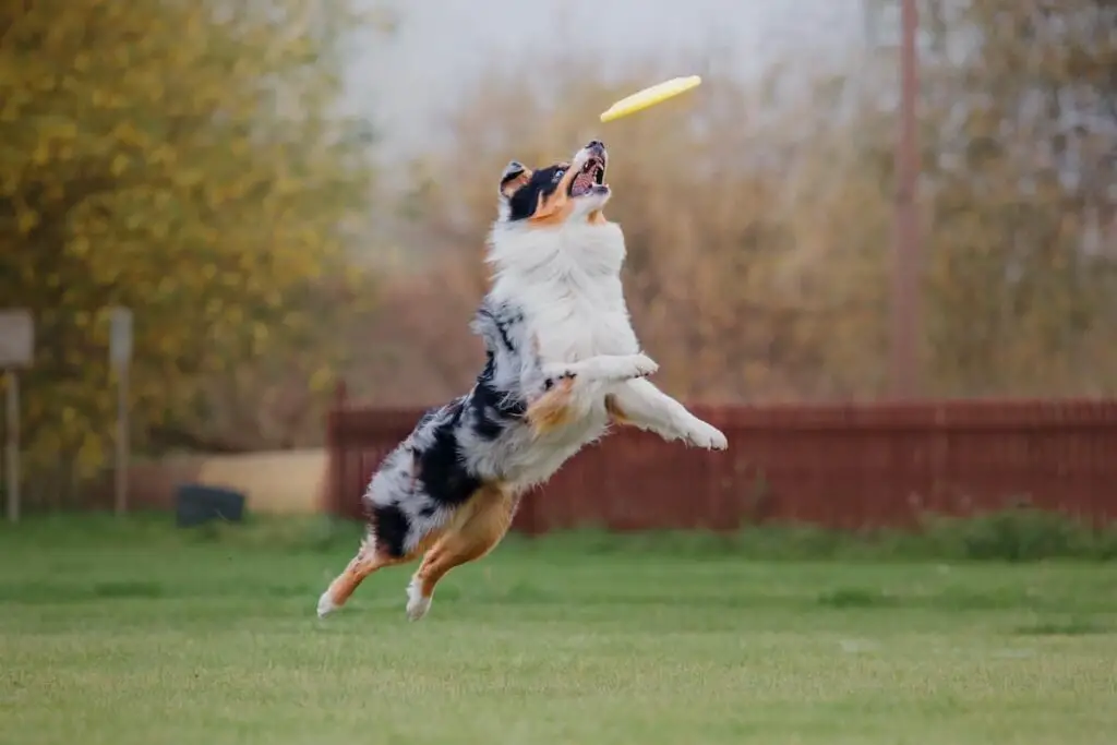 A shepherd breed dog catching a frisbee.
