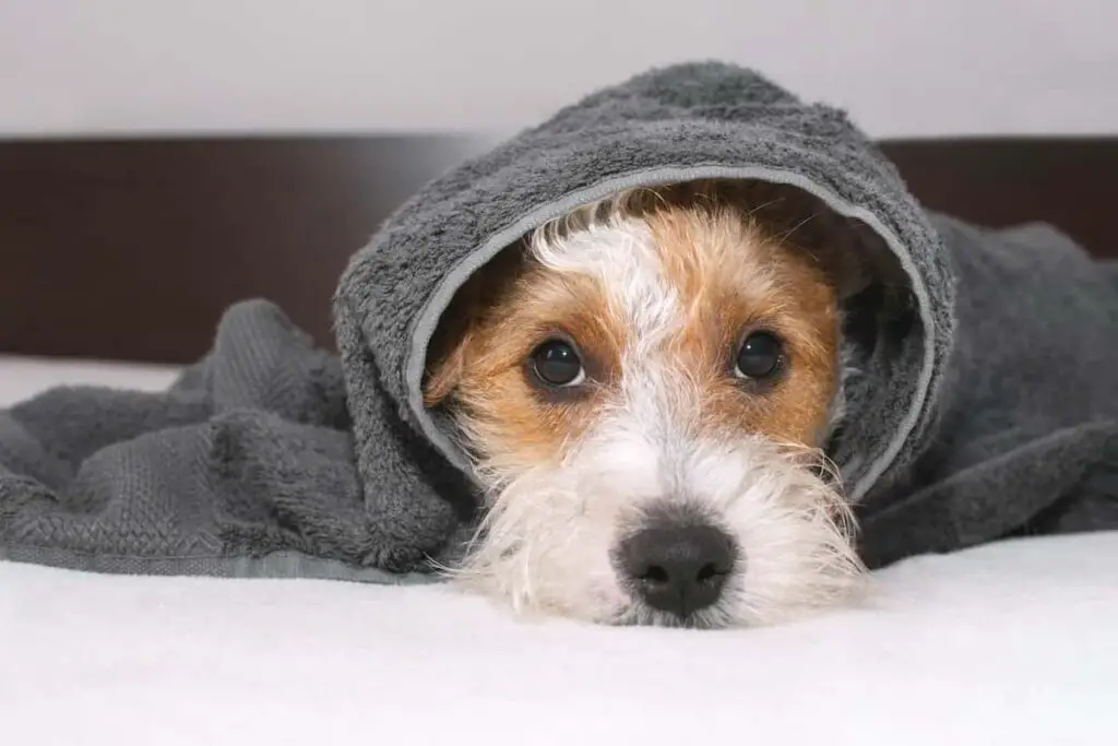 A terrier dog wrapped in a towel.