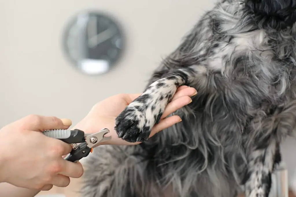 Trimming a dog's nails.