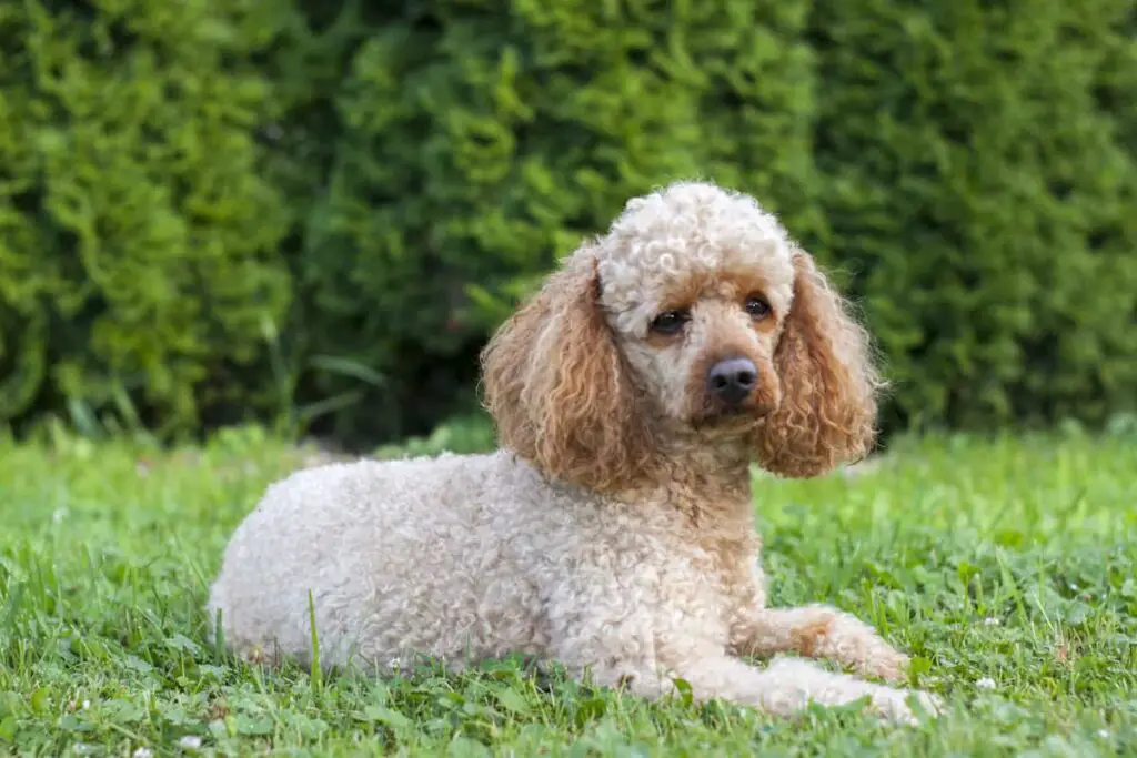 An apricot-colored Poodle lying on grass.