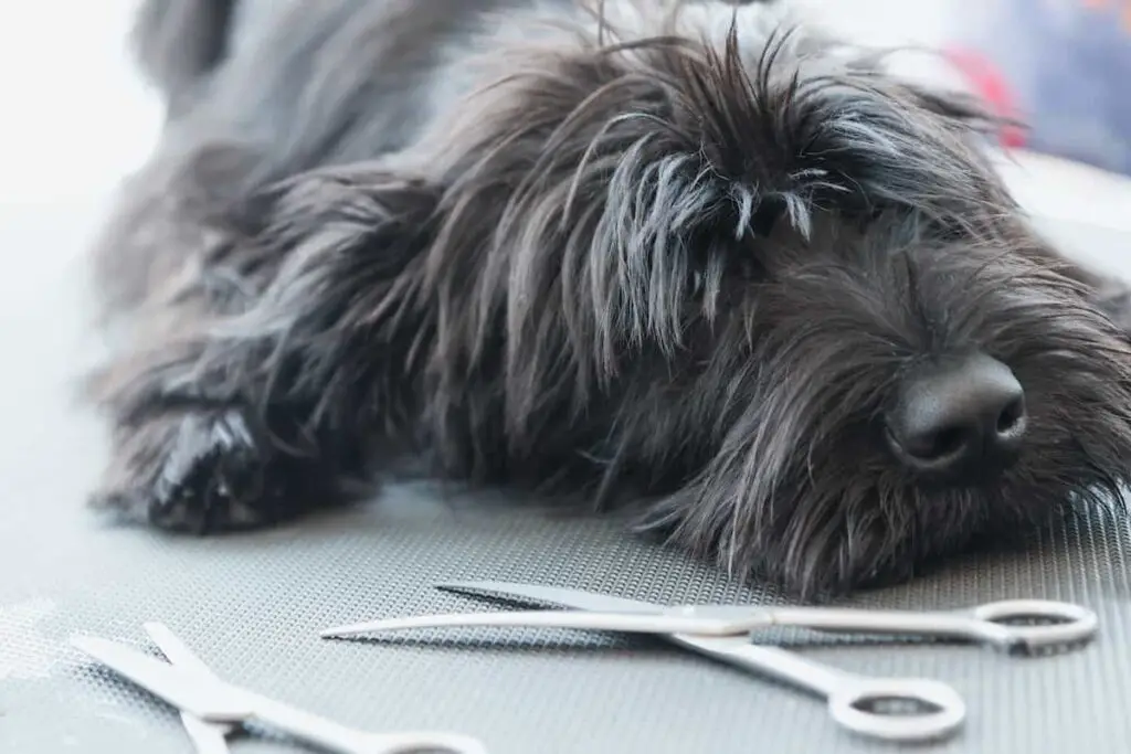 Long-haired black dog lying down with grooming scissors nearby.