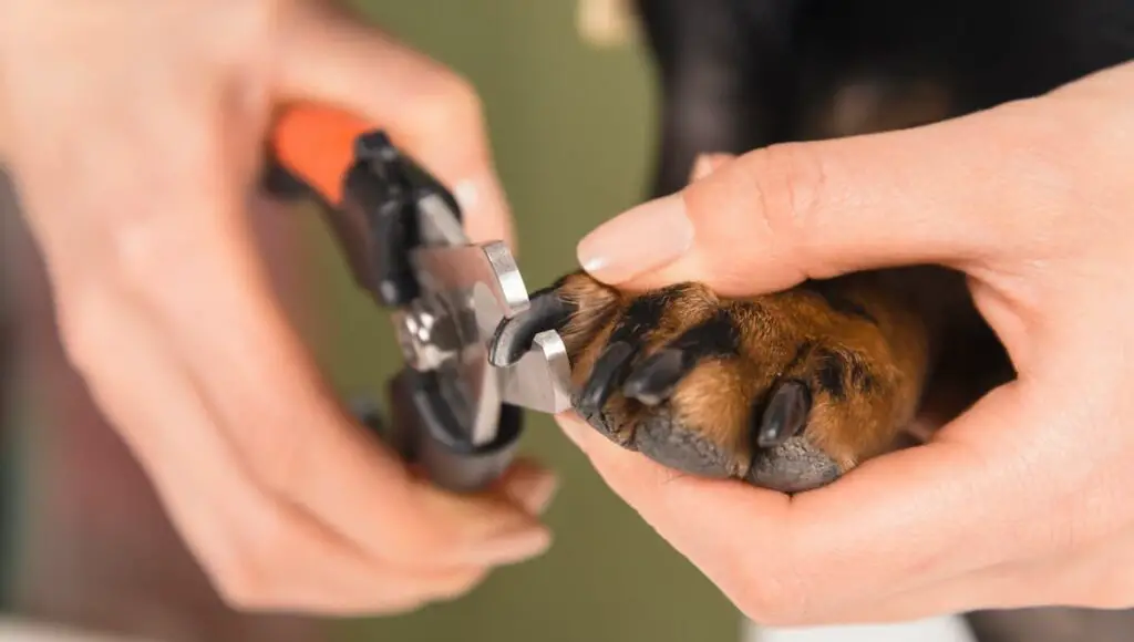 Closeup of trimming a dog's nails.
