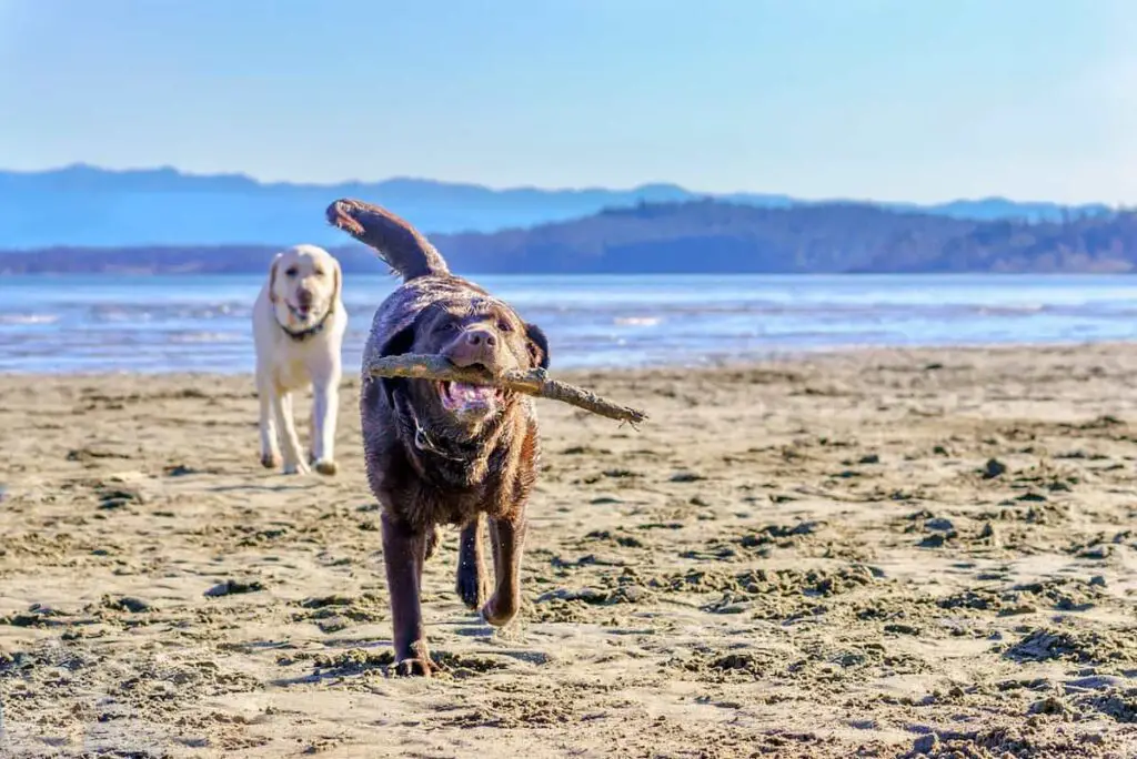Two dogs playing at a beach.