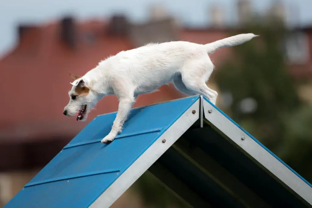 A dog getting exercise on a dog agility course.