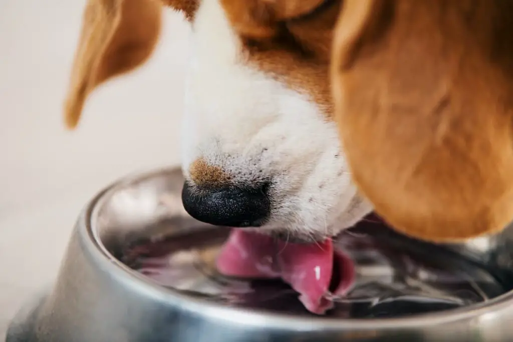 A dog drinking from a water bowl.