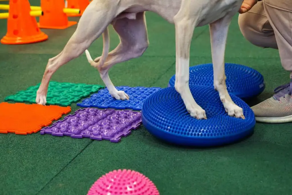 A dog using physiotherapy dog exercise equipment.