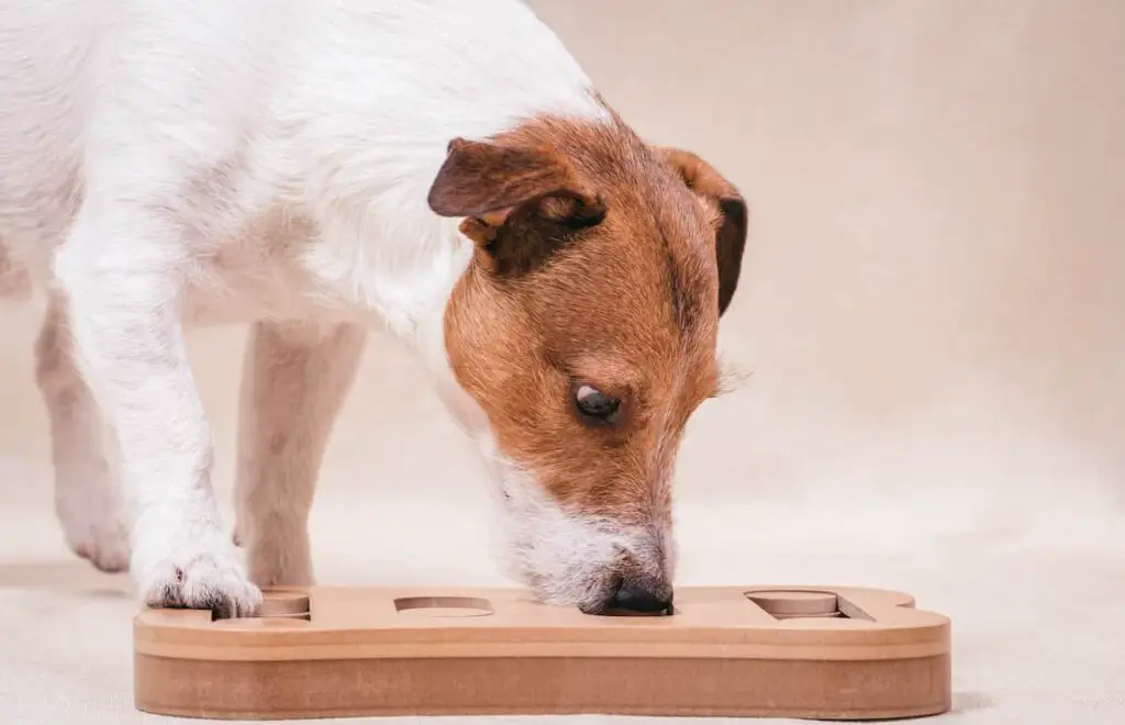 A dog doing scent work with a puzzle game.