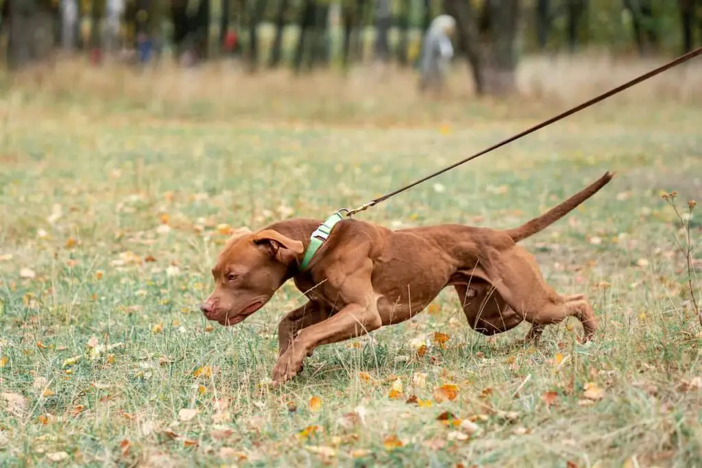 A dog pulling hard on a leash.