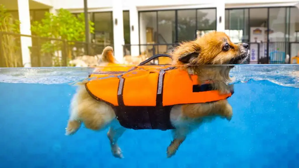 A small dog wearing a lifejacket for swimming in a pool.