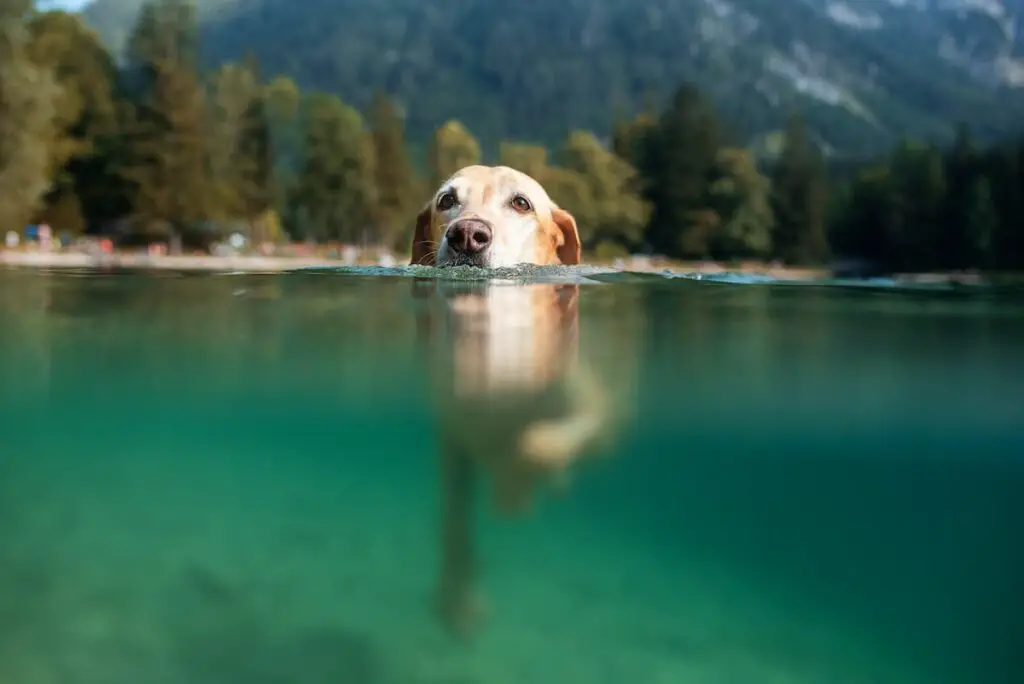 A Labrador dog swimming in a lake. How to exercise your dog.