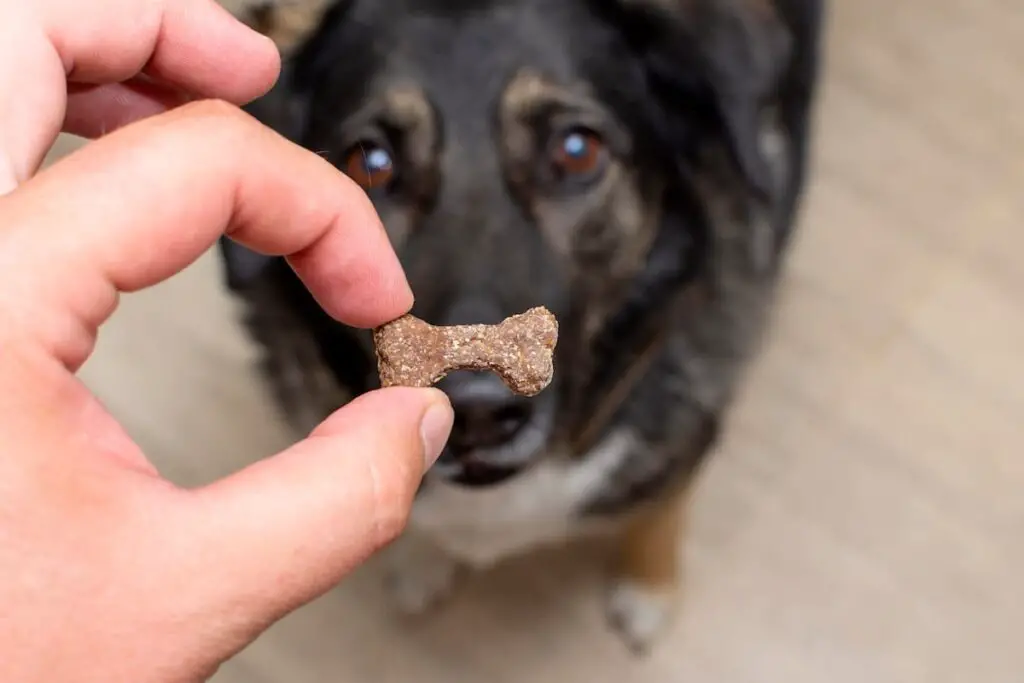 A dog waiting to be given a treat. Best dog training treats.