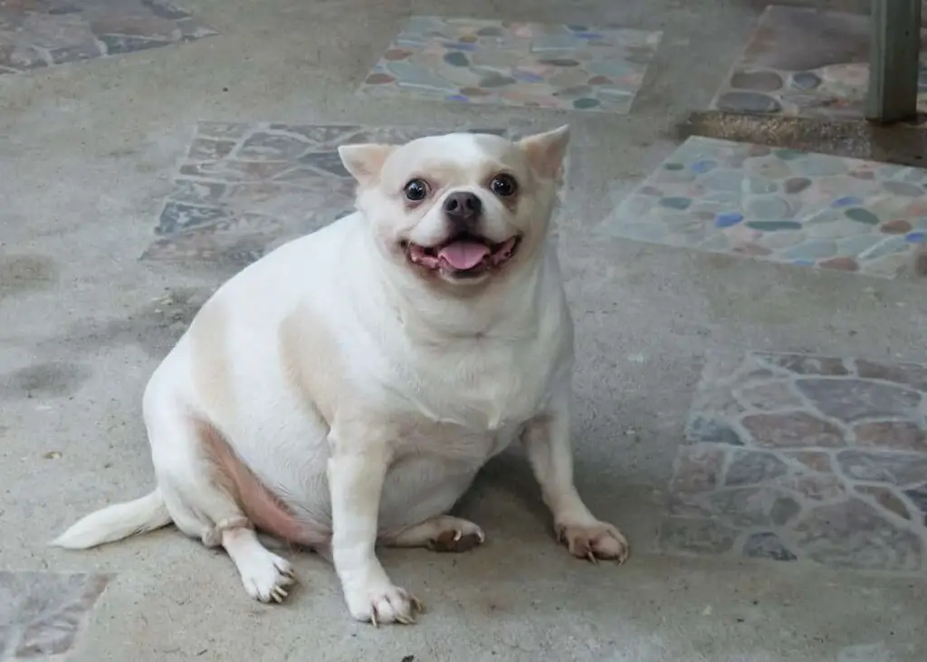 An overweight small breed dog.