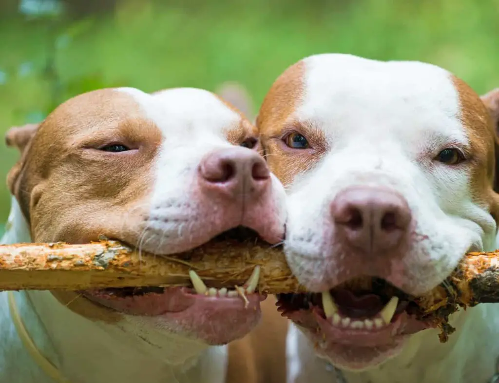 Closeup of two pitbulls playing with a stick.
