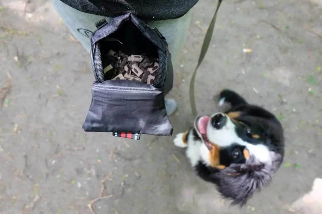 Person wearing a pouch of treats for training a Bernese Mountain dog puppy.